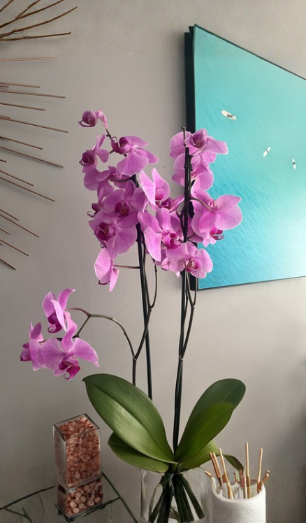 گل های آپارتمانی